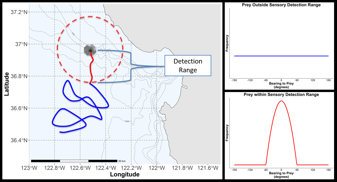 Hypothetical Blue Whale sensory detection range